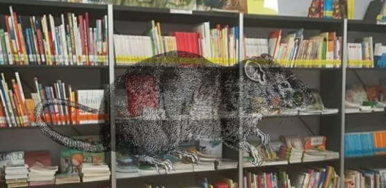  Alarma en Pergamino: hallan roedores en la biblioteca de una escuela secundaria