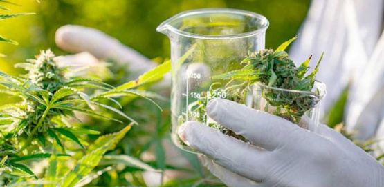 Cannabis medicinal en Pergamino: talleres gratuitos para aprender a cultivar y elaborar aceites terapéuticos