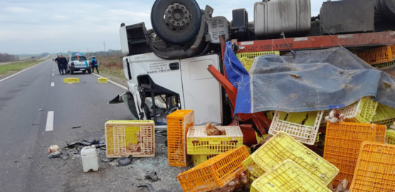 Volcó un camión cargado con gallinas ponedoras entre Pergamino y Arrecifes: tránsito interrumpido y operativo de emergencia