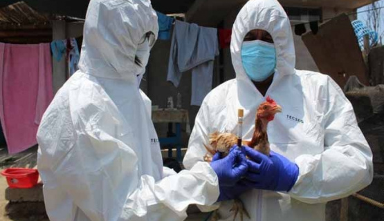 Alerta global por enfermedades animales: El 50% puede transmitirse a humanos, según un demoledor informe internacional