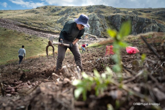 Día Internacional de la Papa: el alimento milenario que sigue alimentando al mundo