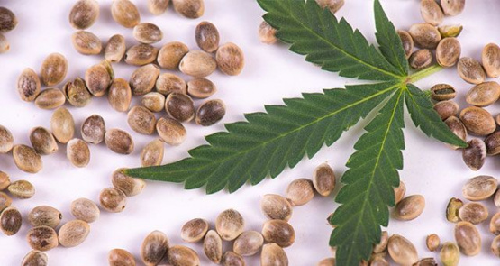 El sector cannábico argentino en alerta: Temen quedar en la ilegalidad desde junio