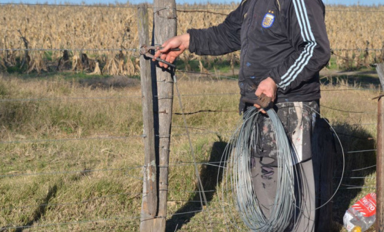Delincuentes roban un ternero de 250 kilos sin dejar rastros