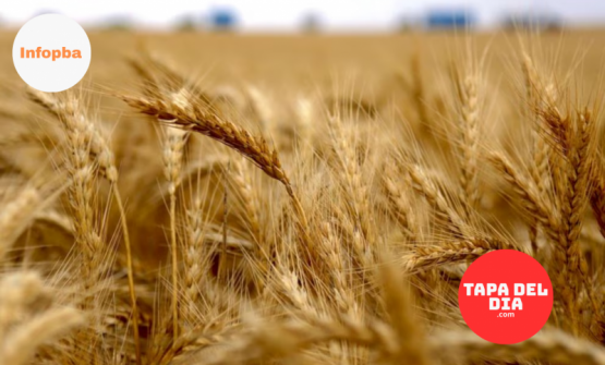 El Estado se queda con casi dos tercios de la renta agrícola: el índice FADA revela un peso impositivo récord