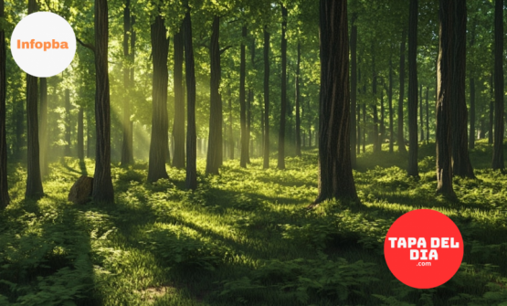 Los bosques jóvenes capturan hasta ocho veces más carbono y se vuelven clave para frenar el cambio climático