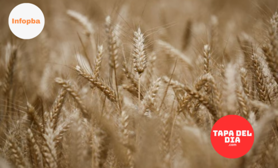 La siembra de trigo avanza sin pausa y ya cubre el 91% del área proyectada en Argentina