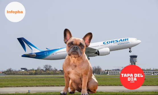 Un bulldog murió por un golpe de calor en la bodega de un avión: crece la presión para cambiar las reglas del transporte de mascotas