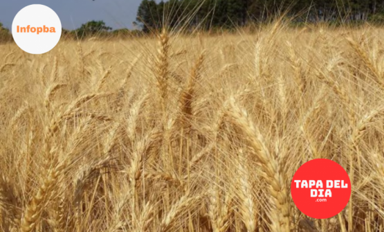 Brasil compra más trigo argentino, pero los precios locales siguen congelados