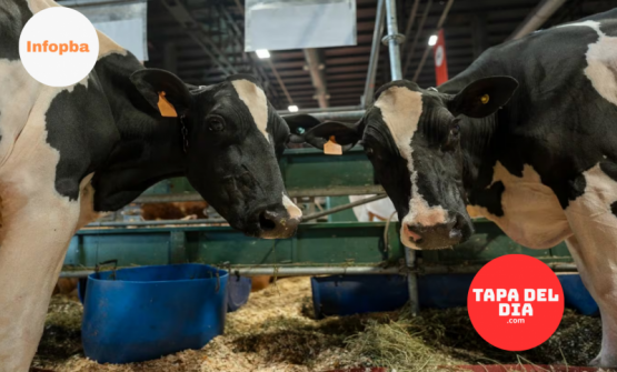 Regresan las vacas lecheras Holando Argentino a la pista central de la Expo Rural después de seis años