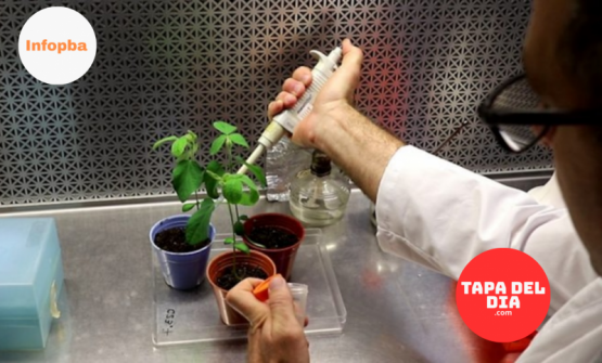 Descubren una bacteria “mejorada” que podría aumentar el rinde de la soja sin usar transgénicos