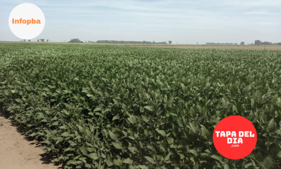 Baja de retenciones: un impulso clave para el agro, pero la soja en campos alquilados sigue sin ser rentable