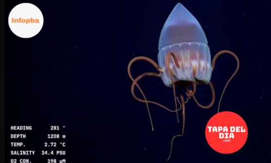 Un juego inspirado en el Conicet y la exploración marina se vuelve viral y denuncia el desfinanciamiento científico