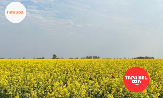 Boom de cultivos invernales: Argentina ya suma 70.000 hectáreas de colza, camelina y cártamo para biocombustibles