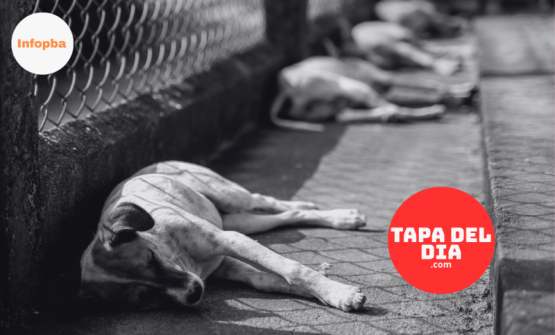 Cierra el único refugio de animales de Pergamino: Rescataditos anuncia su despedida tras más de 5.000 rescates