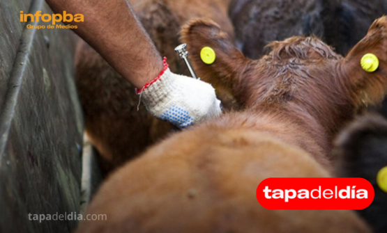 Productores ganaderos exigen definiciones sobre la aftosa: “La política no puede ir detrás de la producción”