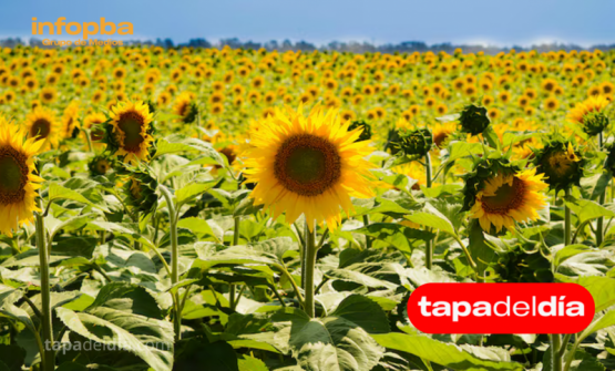 Triple récord histórico de molienda de girasol: julio marca un hito para la industria argentina