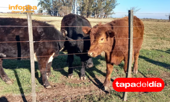 CARBAP exige que el plan contra la fiebre aftosa se base en ciencia y no en decisiones políticas
