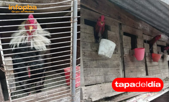 Rescatan 30 aves de corral en Corrientes tras operativo por maltrato animal