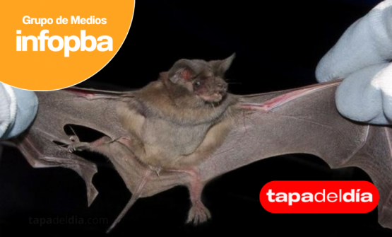 Alerta sanitaria por murciélagos en la vía pública y qué hacer ante un hallazgo