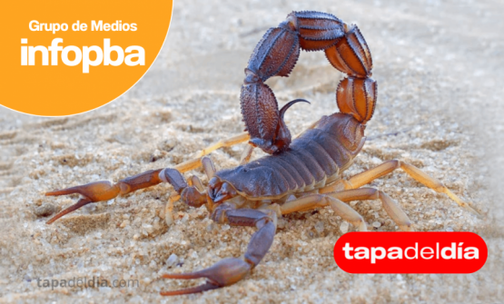 Alerta sanitaria: refuerzan la prevención ante la posible presencia de alacranes en los hogares