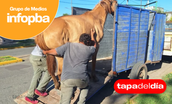 Restituyen yegua y potrillos tras apelación judicial y exigencia de microchip obligatorio