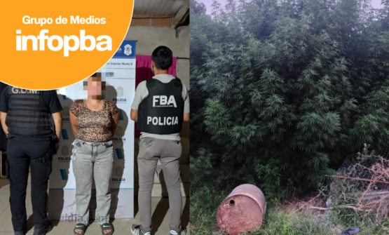 Allanamiento por el robo de una moto terminó con el hallazgo de más de 100 plantas de marihuana en Pergamino