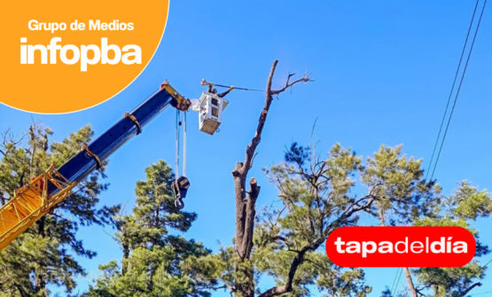 Pergamino interviene las históricas casuarinas de la Plaza 25 de Mayo para prevenir riesgos y preservar su patrimonio verde