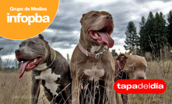 Dos pit bull atacaron a un hombre en Pergamino y le provocaron graves heridas en piernas y abdomen