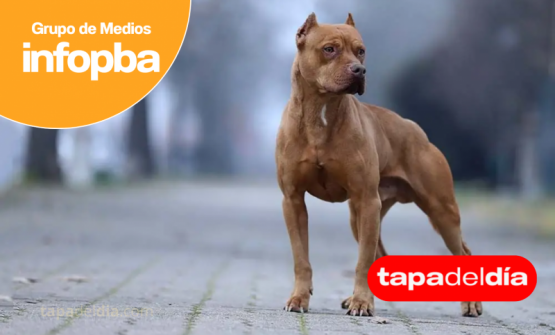 Pergamino: refuerzan el control sobre perros potencialmente peligrosos y piden denunciar al 147